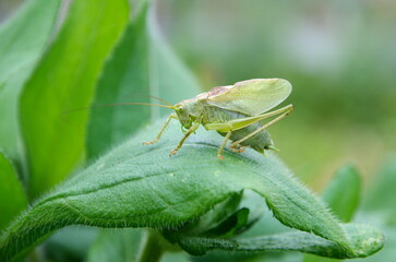Grasshopper (Lat. Tettigonia cantans) on a green leaf