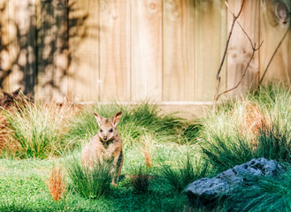 Wallaby on field