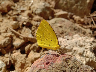 picture of spotless grass yellow butterfly sitting on a brick