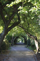 朝の住宅街の遊歩道