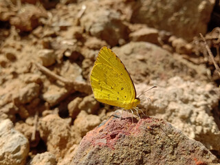 picture of spotless grass yellow butterfly sitting on a brick