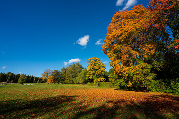 Beginning of autumn in the forests of Sweden.