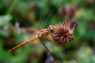 dragonfly on a plant