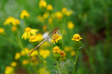 dragonfly on yellow flower