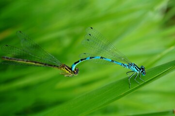 close up of a dragonfly