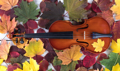 violin, background of autumn yellow maple leaves