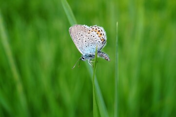 butterfly on grass