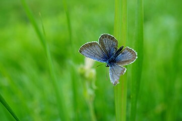 butterfly on green grass