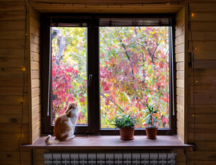 Beautiful view of autumn colorful trees through window. Cute cat sitting on windowsill. - Powered by Adobe