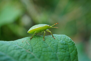 bug on a leaf