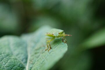 bug on a leaf