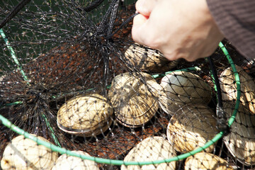 網かごに入った獲れたてのハマグリ