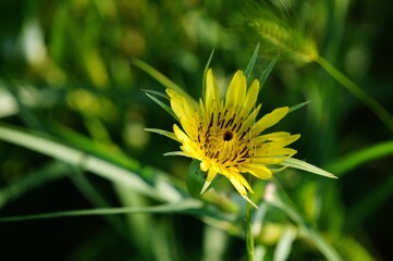 yellow dandelion flower