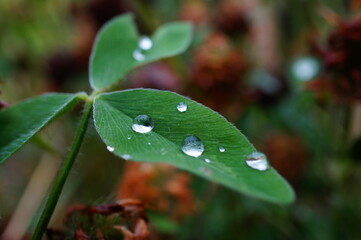 rain drops on a leaf