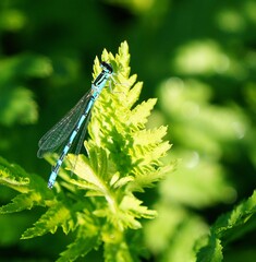 blue dragonfly on a leaf