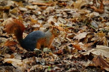 squirrel in the park