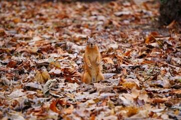 Squirrel on the background of autumn leaves.