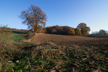 Obraz premium alte Eiche am Feldrand