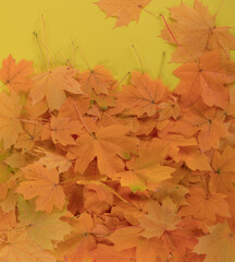 Naklejka na ściany i meble background yellow maple autumn leaves