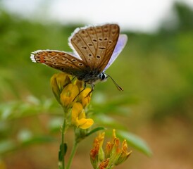 butterfly on a flower