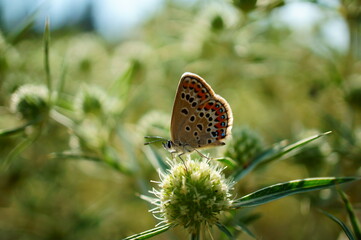 butterfly on a flower