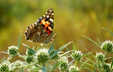 butterfly on a flower