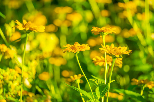 Spring Flowers