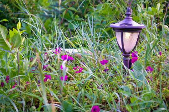 Dusk Spring Flowers