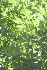 新緑の葉