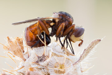 close up of a thick headed fly on a wild flower head.