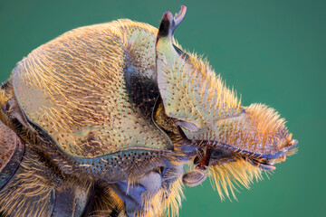 extreme close up of a true dung beetle portrait.