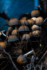 Close-up of a cluster of common Mica Cap Mushrooms.