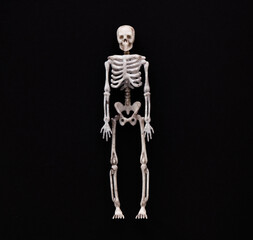 halloween holiday, skeleton on black background