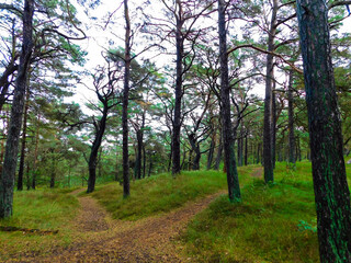 Der Kiefernwald auf den Dünen an der Ostseeküste