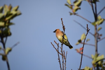 Cedar waxwing perched on shrub