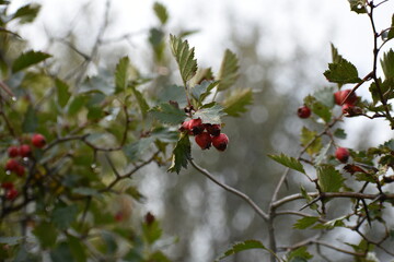 Christmas Berries