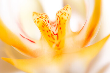 Macro photography of an orchid