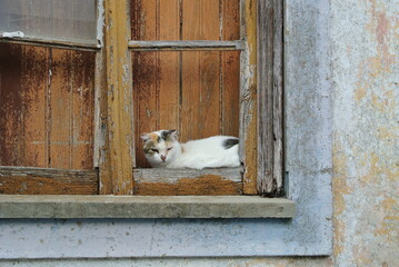 Monchique Katze im Fenster