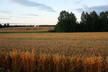 Fototapeta premium Oats field at yellow sunset 