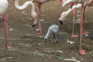 The adult Flamingo has a gray cub with him.