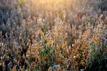Oats field at yellow sunset 
