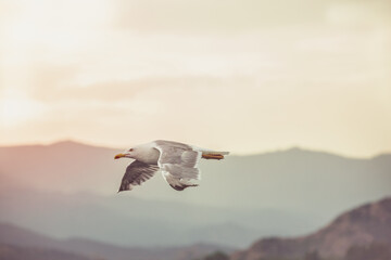 Seagull in flight with spread wings at sunset. Summer by the sea. Mountain in the background.