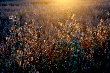 Oats field at yellow sunset 