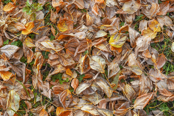 Autumn background of dry fallen leaves. Top view.