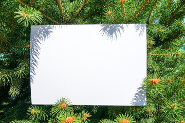 Fototapeta na wymiar copy space on the branches of a coniferous tree
