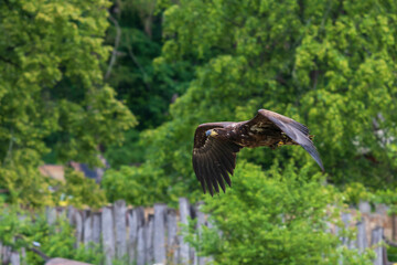 A falcon-guided sea eagle flies over a meadow. In the background is a forest.