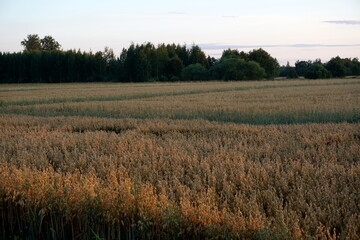 Oats field at yellow sunset 