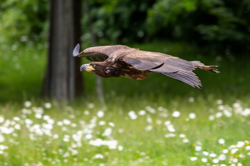 A falcon-guided sea eagle flies over a meadow. In the background is a forest.