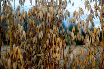Oats field at yellow sunset 