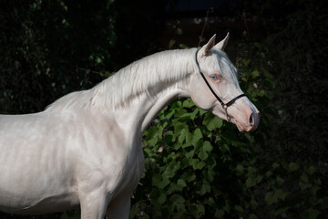 Portrait of a beautiful cremello horse with long mane on a dark evening background